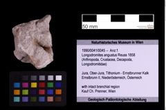 Foto (Objekt + Etiketten) von Longodromites angustus (Reuss 1858) (NHMW-GEO-1990-0041-0045)